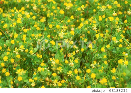 コメツブツメクサ 雑草 草 花 植物  コメツブツメクサ 雑草 草 花 植物  68183232