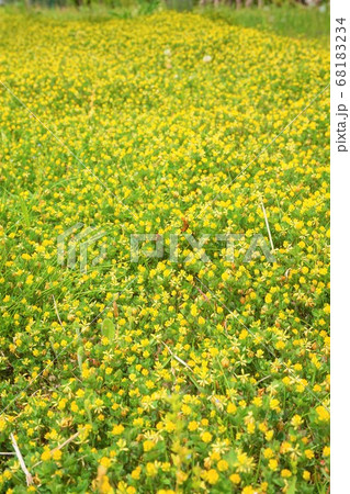 コメツブツメクサ　雑草　草　花　植物　 68183234