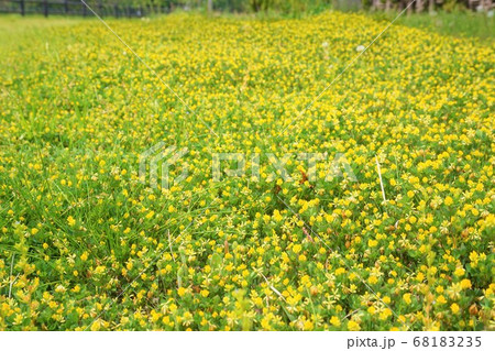 コメツブツメクサ　雑草　草　花　植物　 68183235