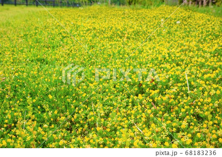 コメツブツメクサ 雑草 草 花 植物 コメツブツメクサ 雑草 草 花 植物 68183236