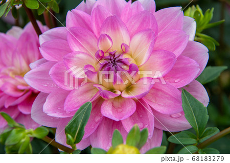 世羅高原農場のダリアのアップの写真素材