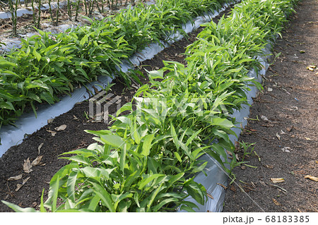 空芯菜畑 68183385