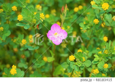 コメツブツメクサ ユウゲショウ 雑草 草 花 植物 コメツブツメクサ ユウゲショウ 雑草 草 花 植物 68183415