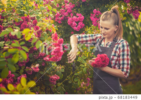 Happy woman gardening and pruning rose bush with garden shears Happy woman gardening and pruning rose bush with garden shears 68183449