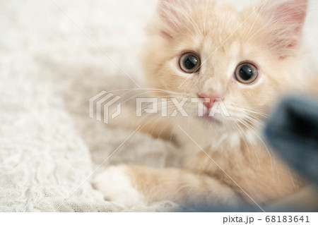 ノルウェージャンフォレストキャットの仔猫2 68183641