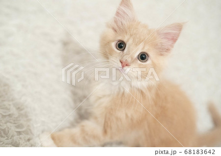 ノルウェージャンフォレストキャットの仔猫3 68183642