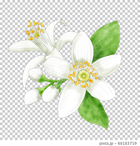 水彩イラスト　ネロリ 68183719