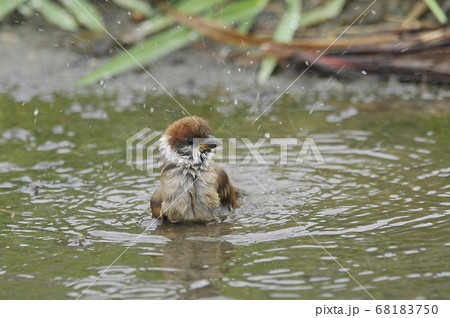 水浴びするスズメ 68183750