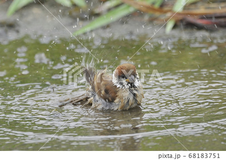 水浴びするスズメ 68183751