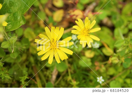 タビラコ 雑草 草 植物 タビラコ 雑草 草 植物 68184520
