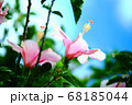 青空とハイビスカス 68185044
