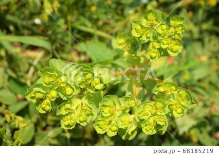 トウダイグサ　雑草　草　植物　 68185219