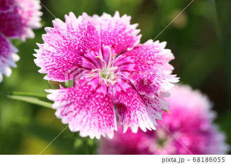 庭の花壇に咲くダイアンサスのピンク色の花の写真素材