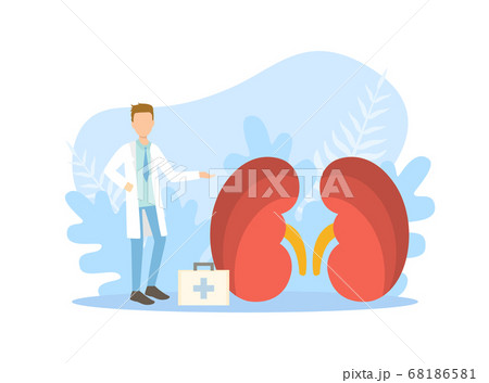 Tiny Doctors Examining Huge Kidneys, Doctor Doing Medical Research Vector Illustration 68186581