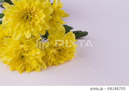 Close up blossoming yellow flowers on a white background. Close up blossoming yellow flowers on a white background. 68186705