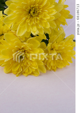 Close up fresh spring yellow flowers. Close up fresh spring yellow flowers. 68186713