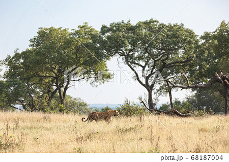 Leopard, Panthera pardus, walking through open plain in yellow grass. 68187004