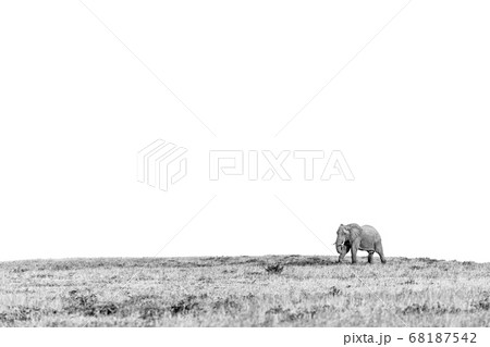 African elephant, Loxodonta africana, walking across an open plain. African elephant, Loxodonta africana, walking across an open plain. 68187542