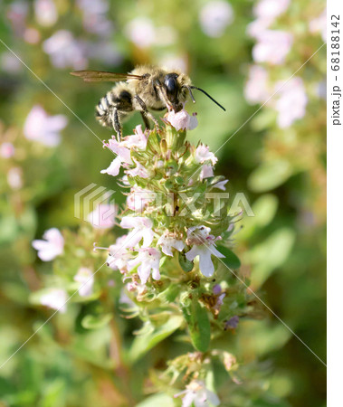 クリーピングタイムを吸蜜する蜜蜂 68188142