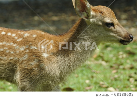 ニホンジカ 子鹿の横顔と斑点のある背中 クローズアップの写真素材