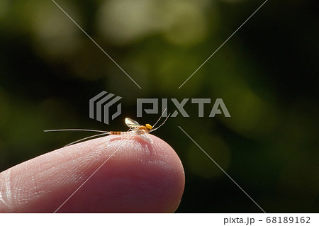 Closeup Mayfly Sitting On Finger Closeup Mayfly Sitting On Finger 68189162