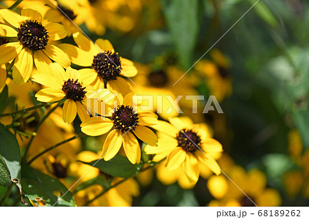 ルドベキア タカオの写真素材
