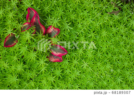 Red leaf on green grass , fresh nature background 68189307
