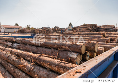 Round timber logs preparation sorting processing at sawmill. Wheel loader and automatic sorting logs diameter at the sawmill. Lumber industry. 68189537