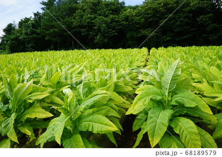 県北はタバコ栽培農家が多い 68189579