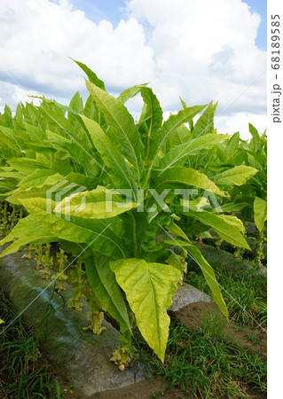 県北はタバコ栽培農家が多い 68189585