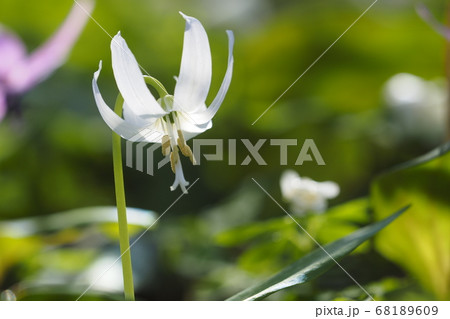 白いカタクリの花が咲いた 68189609
