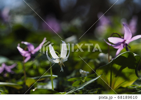 白いカタクリの花が咲いた 白いカタクリの花が咲いた 68189610