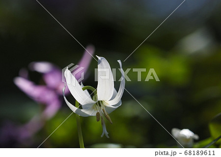 白いカタクリの花が咲いた 白いカタクリの花が咲いた 68189611