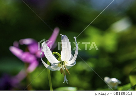 白いカタクリの花が咲いた 白いカタクリの花が咲いた 68189612