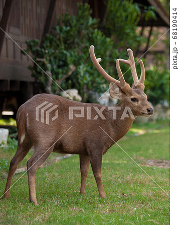 animal wildlife concept. deer in a grass field at open zoo animal wildlife concept. deer in a grass field at open zoo 68190414