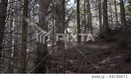 Bottom view of pine tree in forest. Big and tall pine tree when looking up. Large tree with forked branches. Tree in beautiful nature scene 68190671
