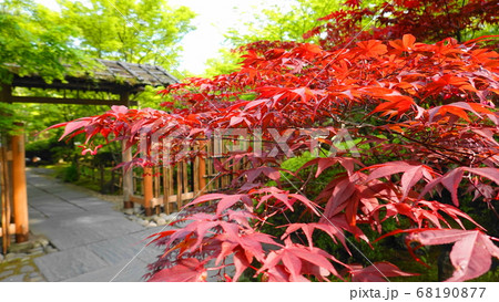 新緑と紅葉の日本庭園の入り口　1266	 68190877
