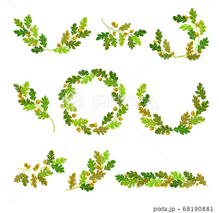 Oak Branches with Green Leaves and Acorns Arranged in Wreath and Semi Circle Vector Set Oak Branches with Green Leaves and Acorns Arranged in Wreath and Semi Circle Vector Set 68190881