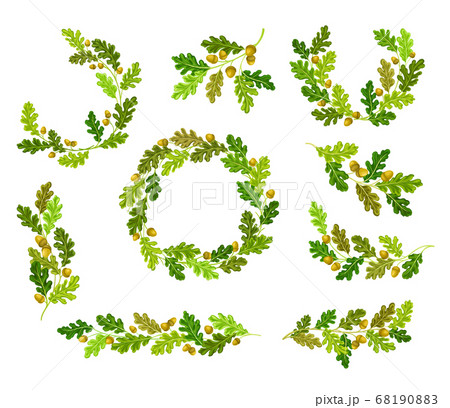 Oak Branches with Green Leaves and Acorns Arranged in Wreath and Semi Circle Vector Set 68190883