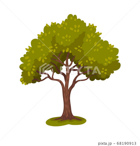 Tree with Trunk and Lush Crown or Foliage as Forest Element Vector Illustration 68190913