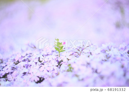 芝桜に咲く花 芝桜に咲く花 68191332