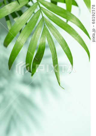 Palm leaves and shadows of palm leaves. Palm leaves and shadows of palm leaves. 68192578
