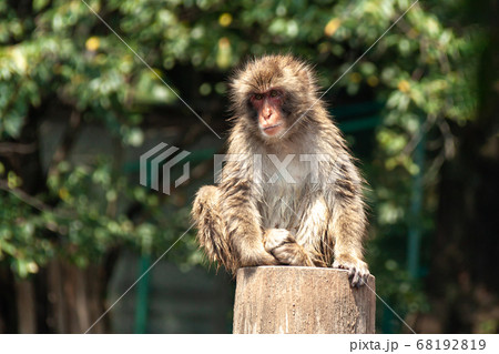 猿山で仲間を見つめるニホンザル 68192819