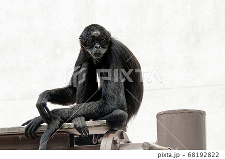 視線を定め座り込むクモザル【サル目】 68192822