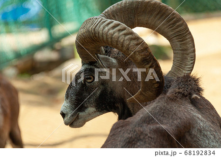 ムフロンの角の写真素材