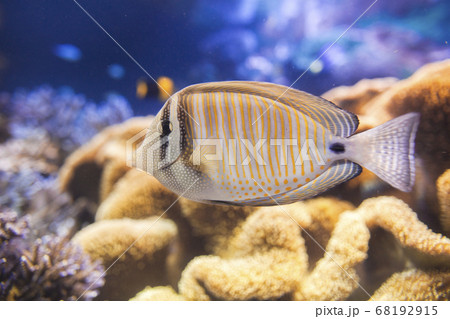 ヒレナガハギ ヒレナガハギ 68192915