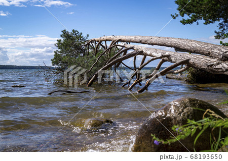 Large tree fallen into the sea during a storm Large tree fallen into the sea during a storm 68193650