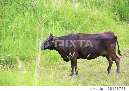 和牛 和牛 68193748