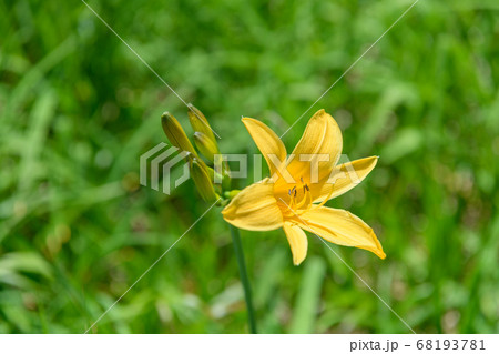 ニッコウキスゲ ニッコウキスゲ 68193781