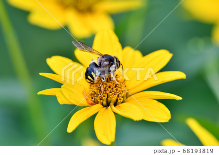 トモンハナバチ トモンハナバチ 68193819